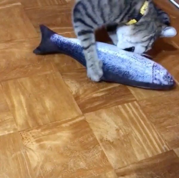 魚のぬいぐるみで遊ぶ猫