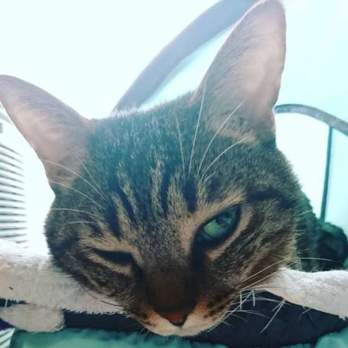 猫がウインクするのはナゼ その気持ちを解説 ねこのきもちweb Magazine 猫がウインクするのはナゼ その気持ちを解説 ねこのきもちweb Magazine