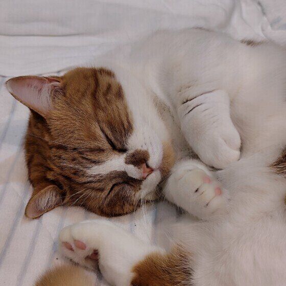 マンチカン　マロン  