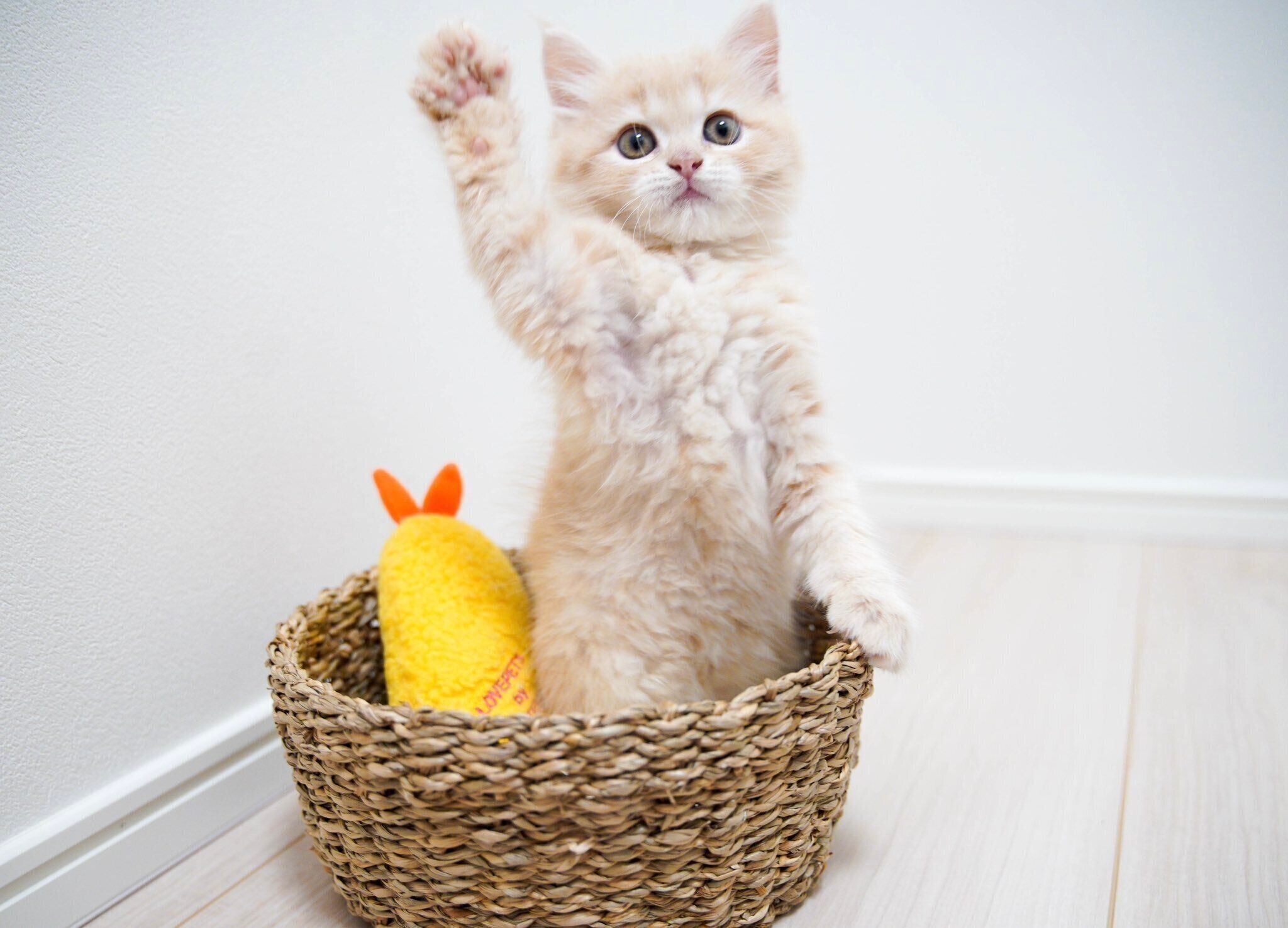 前足をあげるてんぷらくん