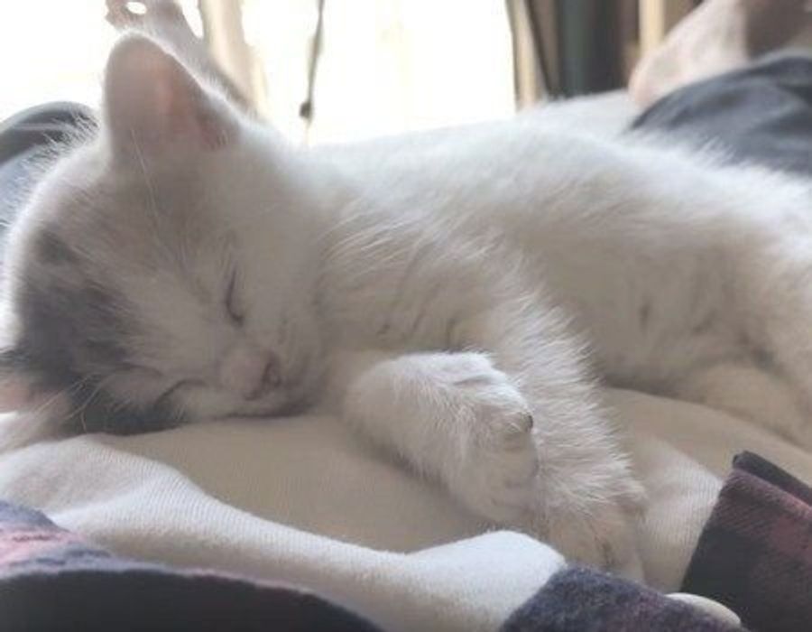 疲れた心に最強の特効薬 かわいい子猫の寝顔がたまらない ねこのきもちweb Magazine 疲れた心に最強の特効薬 かわいい子猫の寝顔がたまらない ねこのきもちweb Magazine