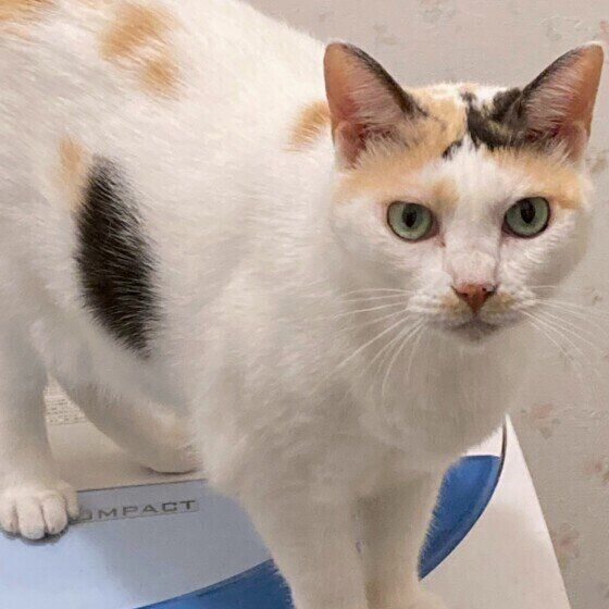 洗濯機の上に乗る猫