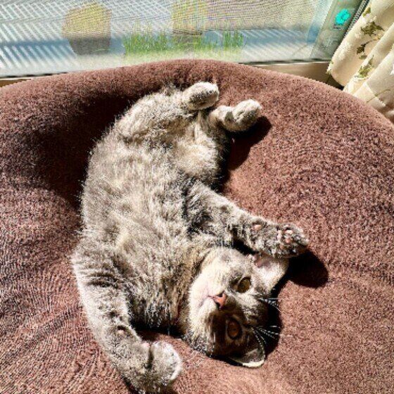 サバトラMIXのあずきちゃん