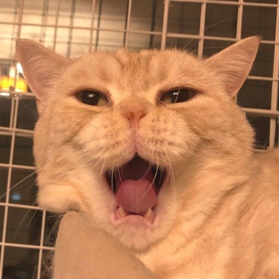 あくびするマンチカン