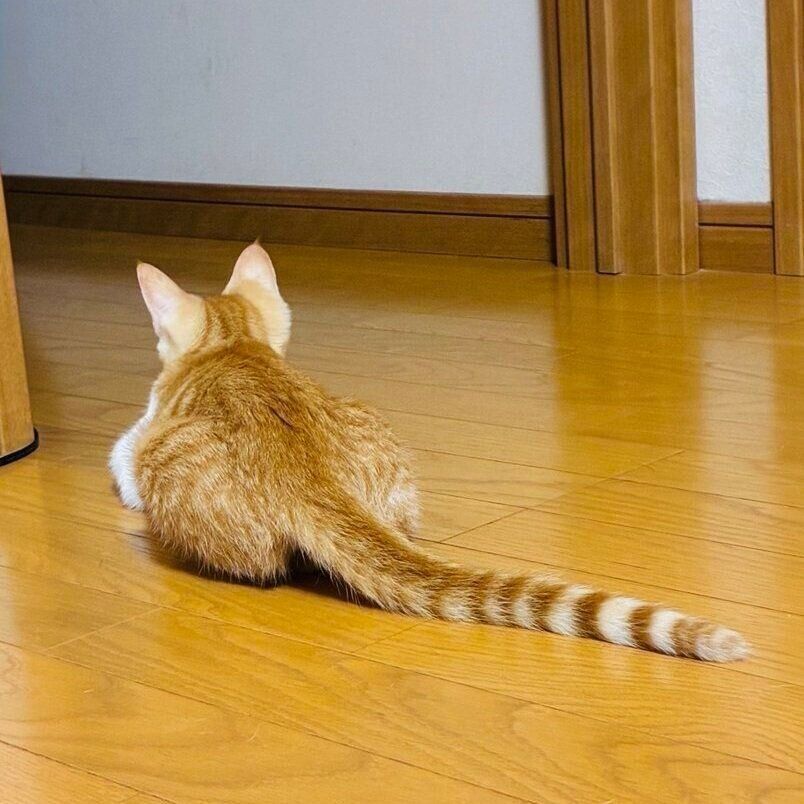 床に伏せるのんちゃんの後ろ姿