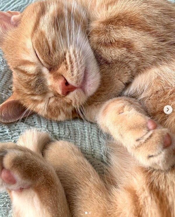 気持ちよさそうに眠るうにちゃん