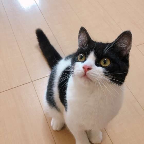 見つめるマンチカン