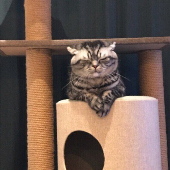 くつろぐスコティッシュフォールド