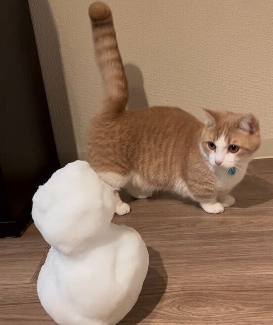 雪だるま見つめるぽてちくん