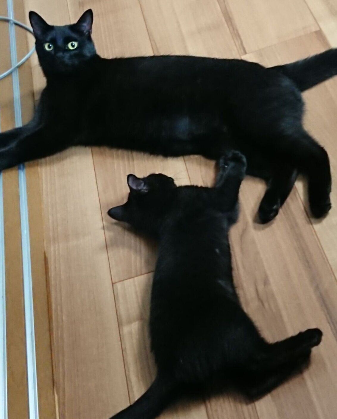 先住猫・クロちゃんと子猫時代のごまちゃん
