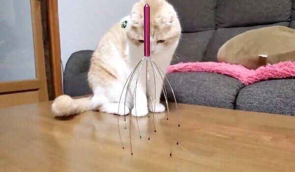 ヘッドスパワイヤーが気になるうなぎちゃん