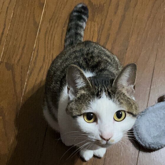 遊んでとおねだりするキーキちゃん