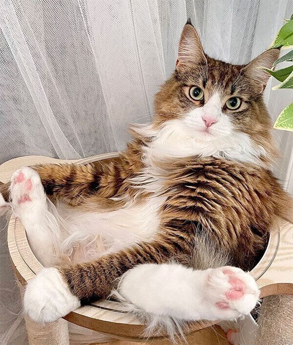 キャットタワーでくつろぐしろあんちゃん