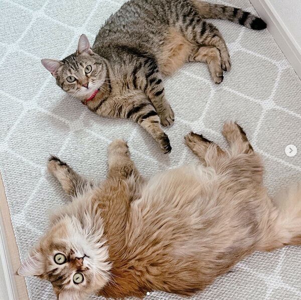 寝転がるヌイヌイちゃん、リリちゃん