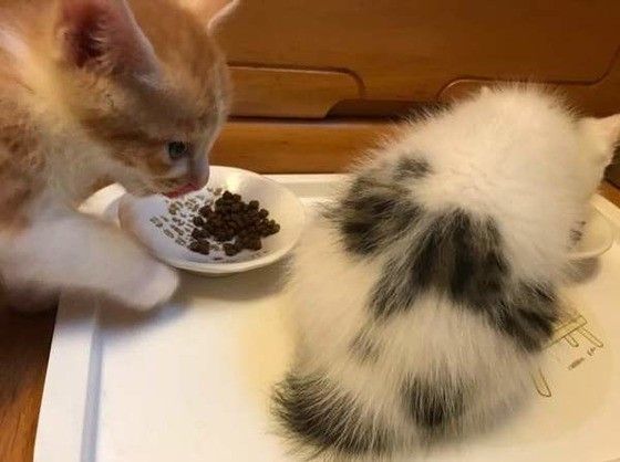 ゴハンを食べる猫