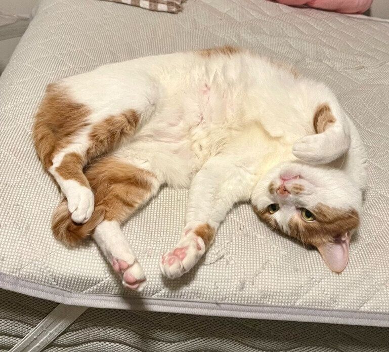お腹を見せる猫