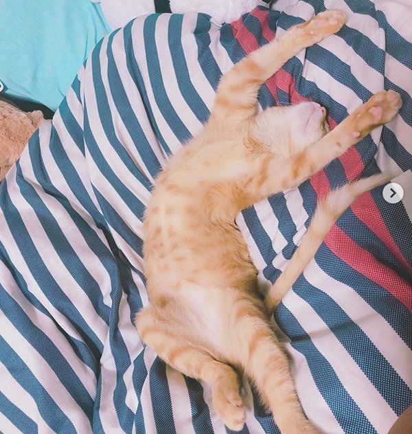 おもしろいポーズで眠る猫