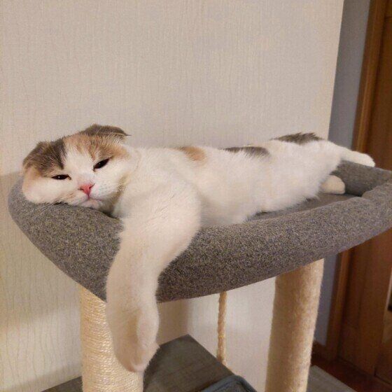 ごはんを待つスコティッシュフォールド