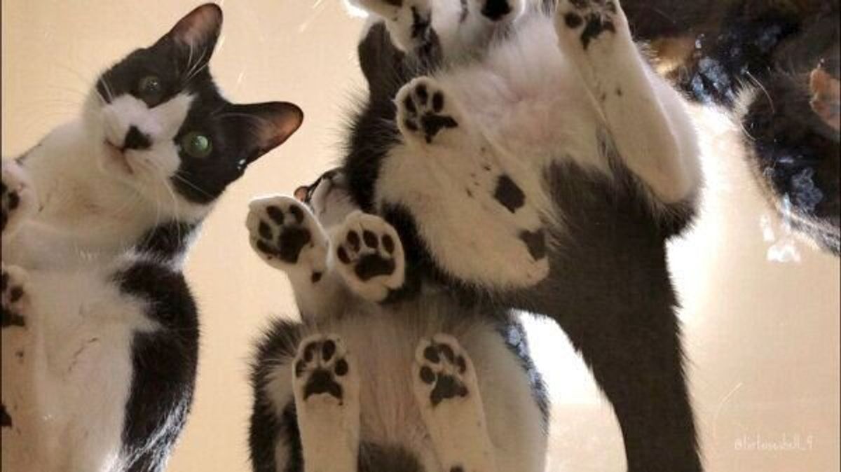 肉球フェチの夢 ガラステーブルの下から愛猫を見てみたら 楽園が待っていた ねこのきもちweb Magazine 肉球フェチの夢 ガラステーブルの下から愛猫を見てみたら 楽園が待っていた ねこのきもちweb Magazine
