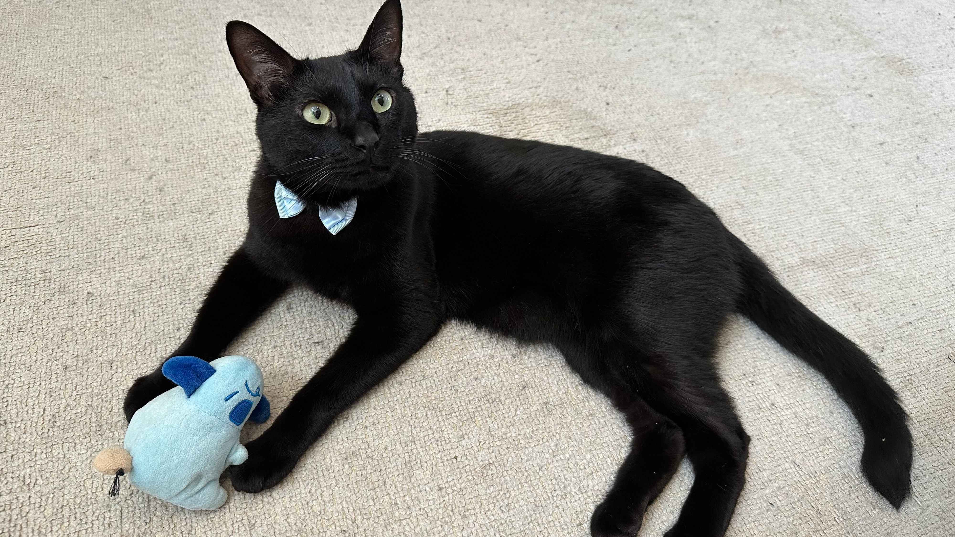 まったりするトニーくん