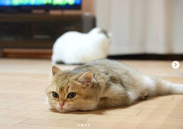 ペタンとするカイくん