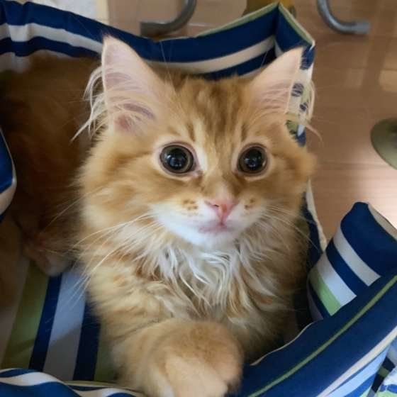 見つめるスコティッシュフォールド・ロングヘア