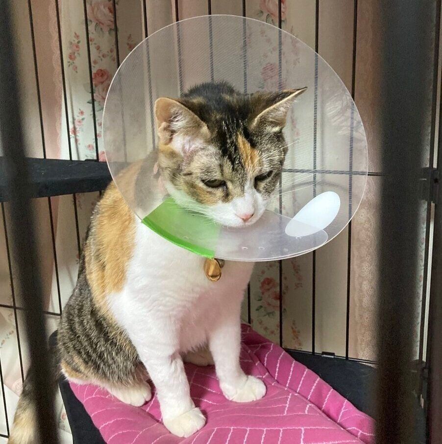 避妊手術後のミミちゃん