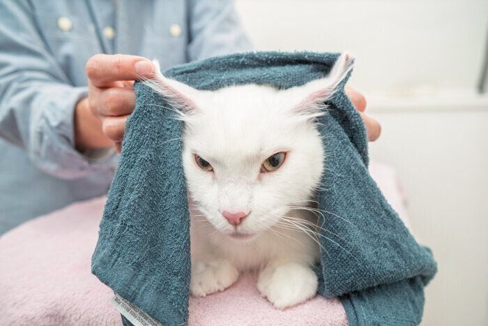 中指で耳を拭く