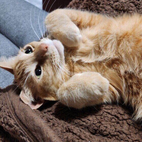 MIX茶トラのコタローくん