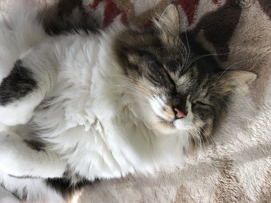 眠る猫