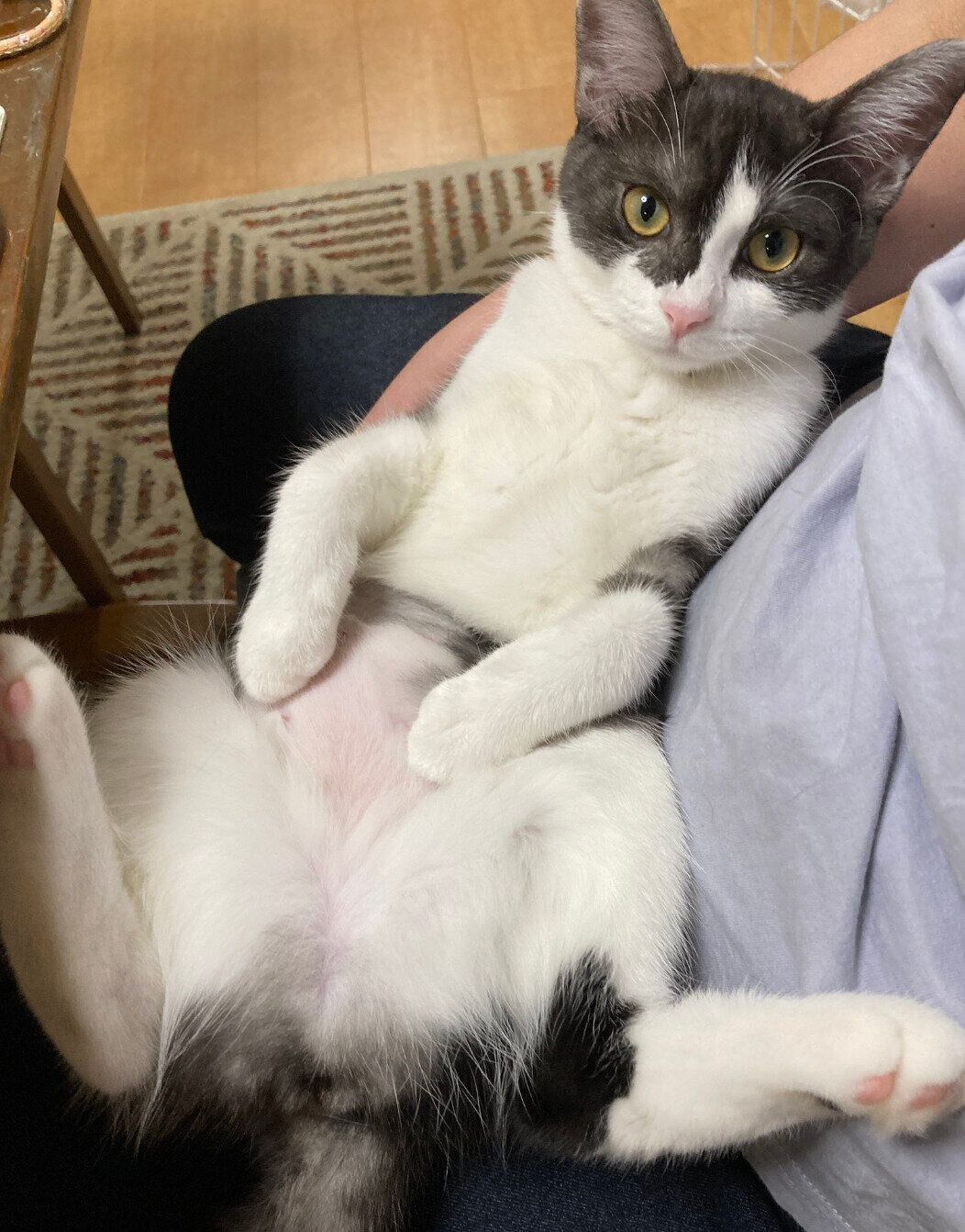 抱っこし放題だったころのナナちゃん