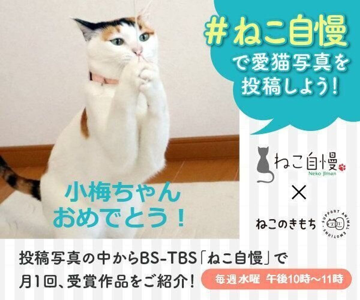 ねこのきもち Bs Tbs ねこ自慢 がコラボ 愛猫写真を投稿すると テレビで紹介されるかも ねこのきもちweb Magazine