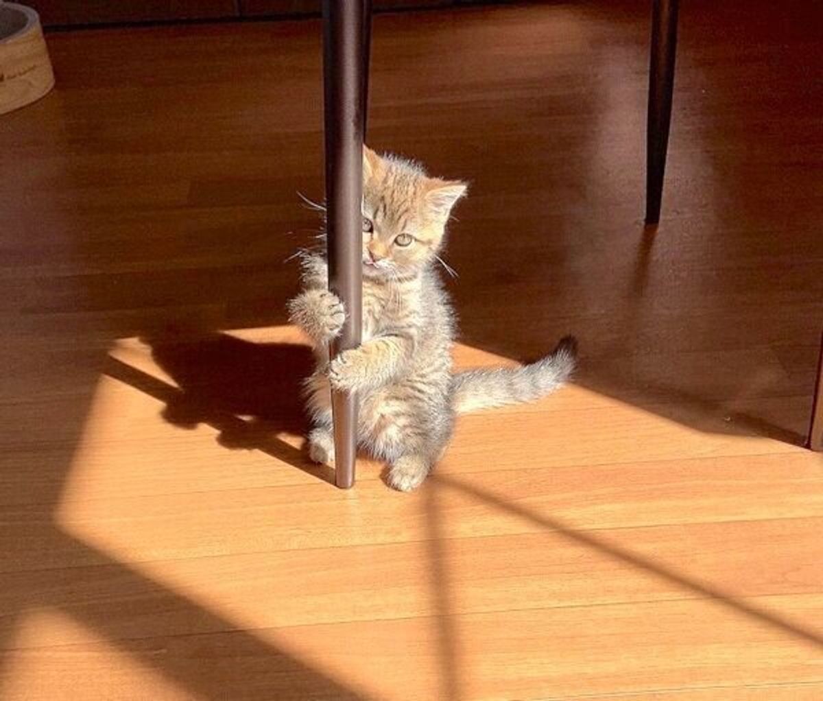 飼主さんにくっついて寝たい 生後4カ月の子猫が見せる行動に 尊い の声 ねこのきもちweb Magazine 飼主さんにくっついて寝たい 生後4カ月の子猫が見せる行動に 尊い の声 ねこのきもちweb Magazine