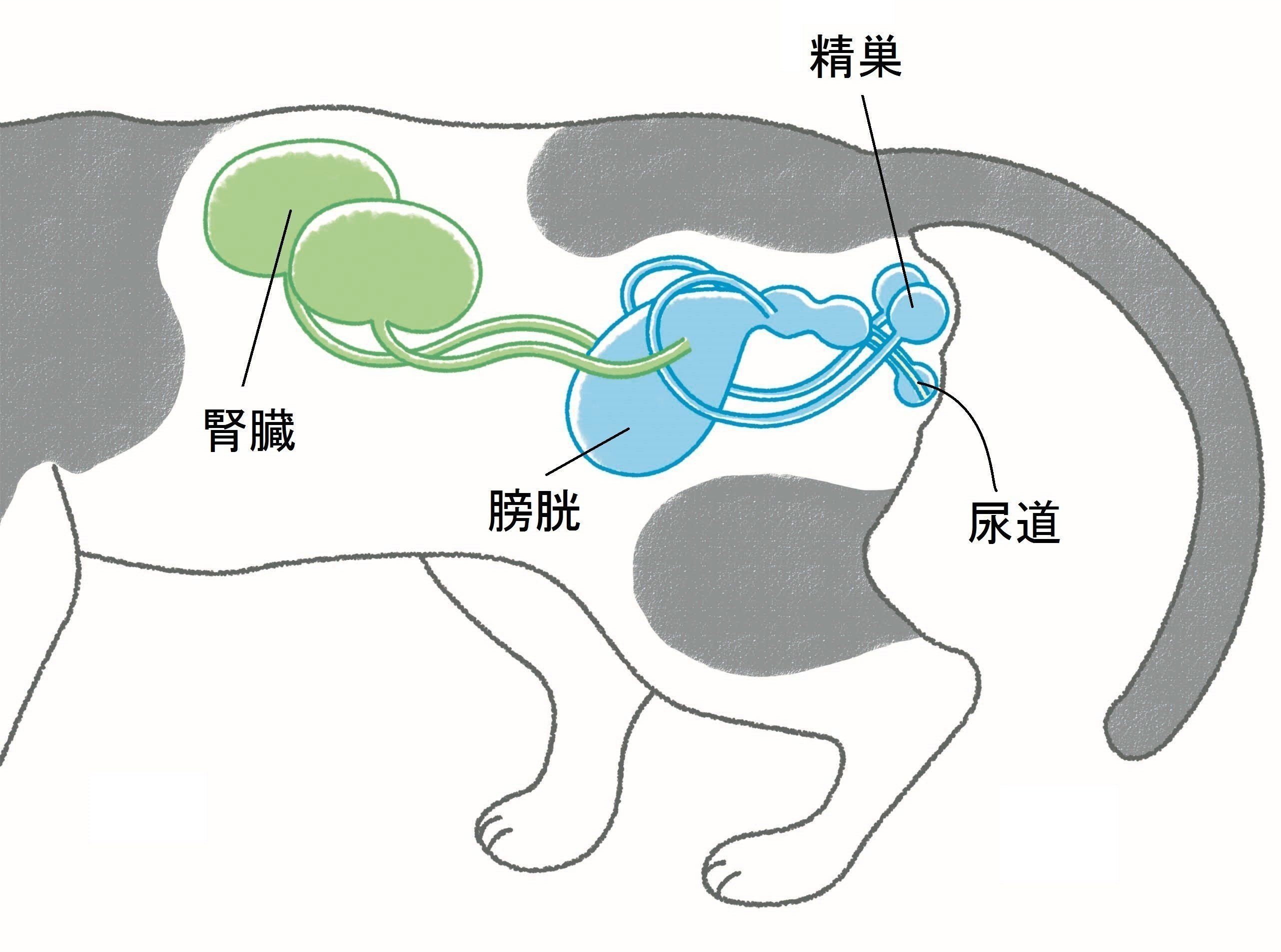 イラスト／おがわようこ