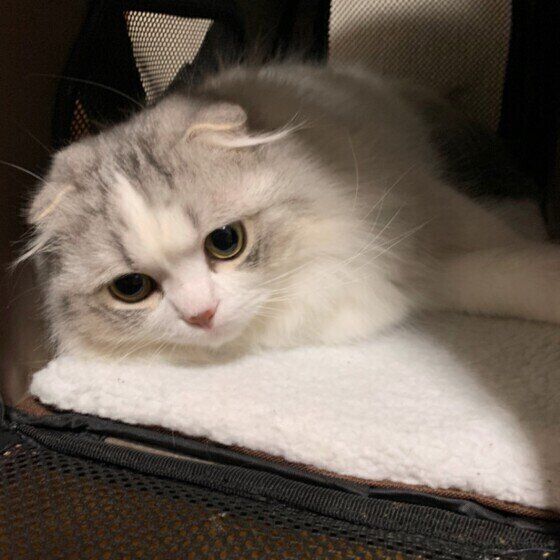 スコティッシュフォールドのモカくん