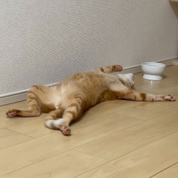 飼い主さんの呼びかけにしっぽで応じるうにくん