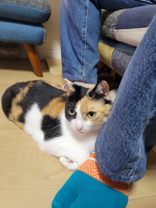 飼い主の夫に甘える猫