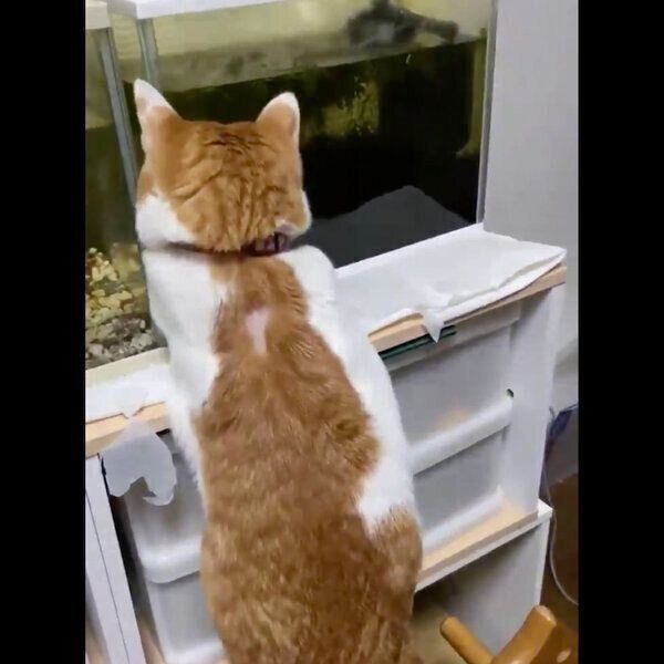 木馬の上に乗るミィちゃん