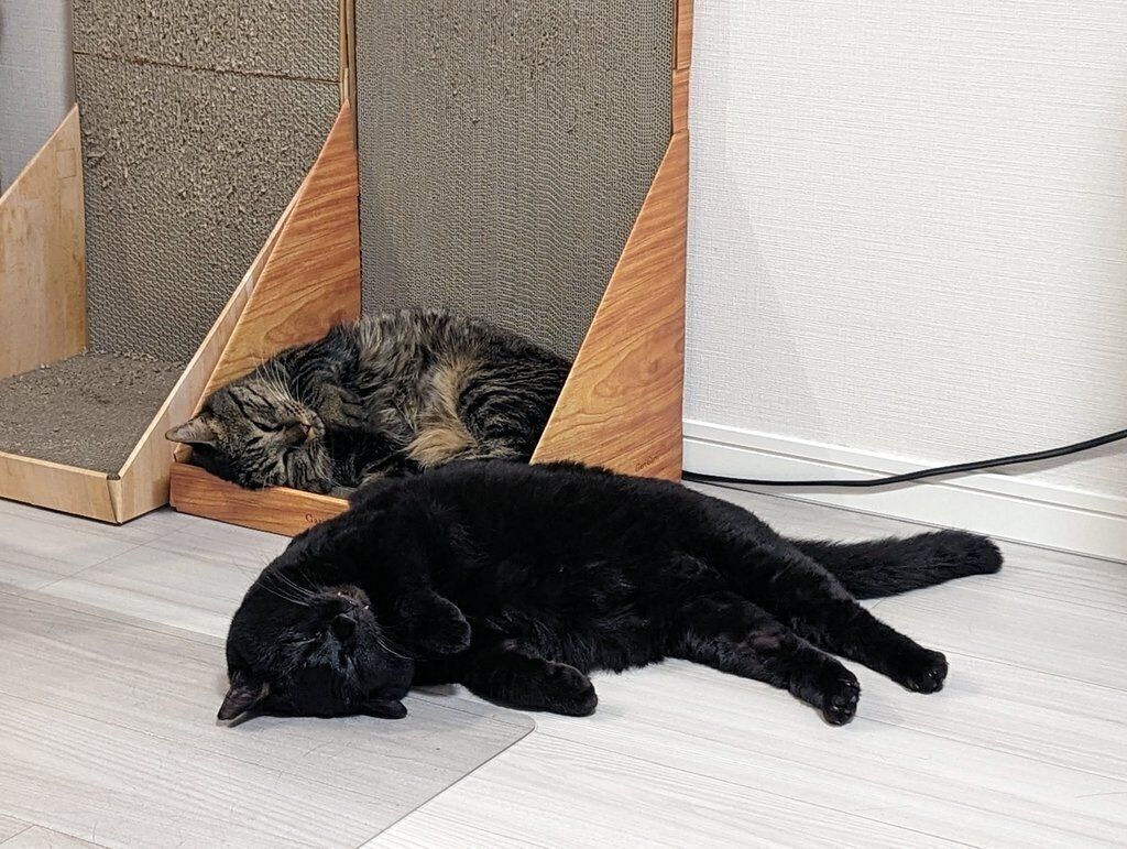 仲良く眠るリリちゃん、烈くん