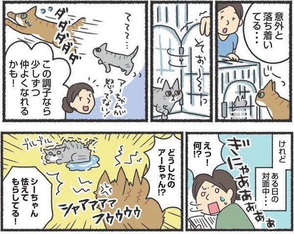 2匹目の猫を迎える前に知っておきたいこと
