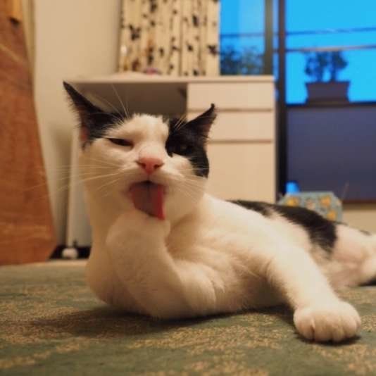 どうして猫は毛づくろいをするの？ 可愛いしぐさの理由を知ろう！｜ね