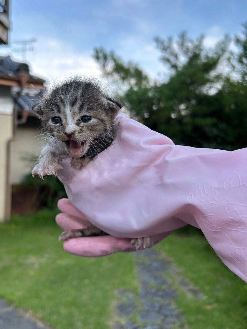 保護直後のきびちゃん