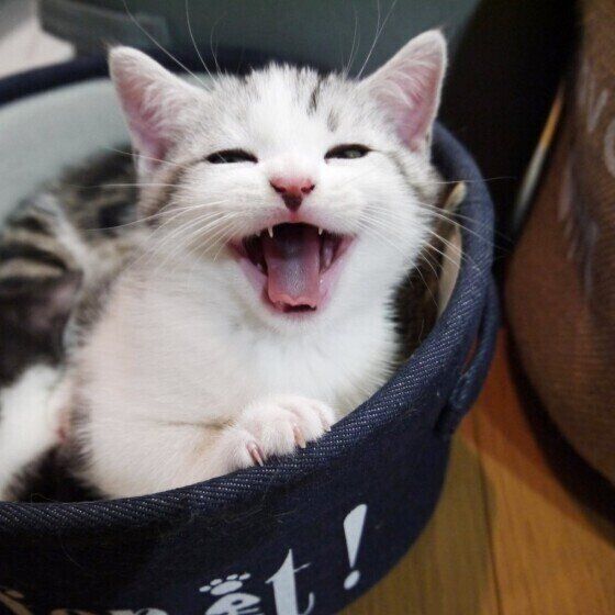 しまりすちゃんのスマイル