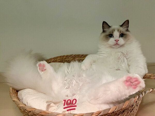 くつろぐむぎちゃん