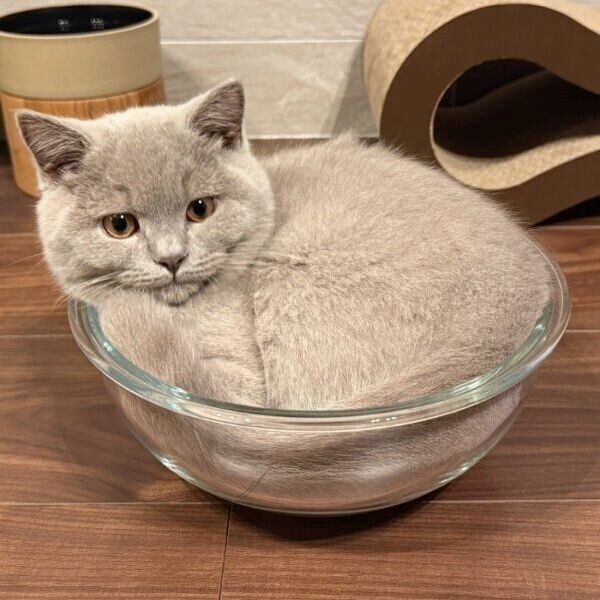 生後109日のもめんくん