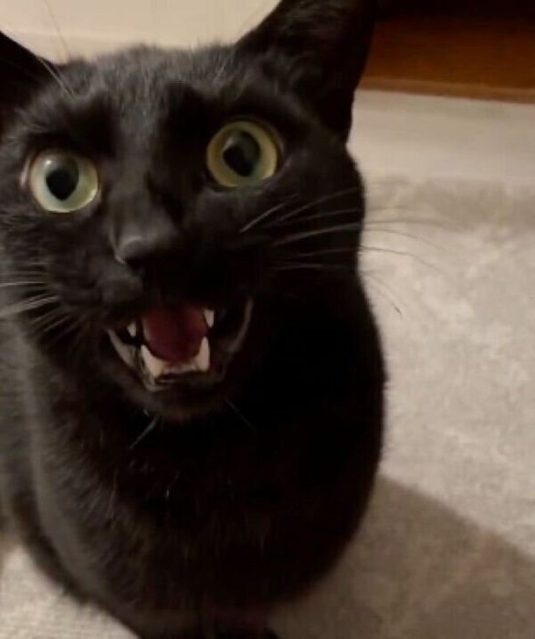 飼い主さんにごはんを催促するうにくん