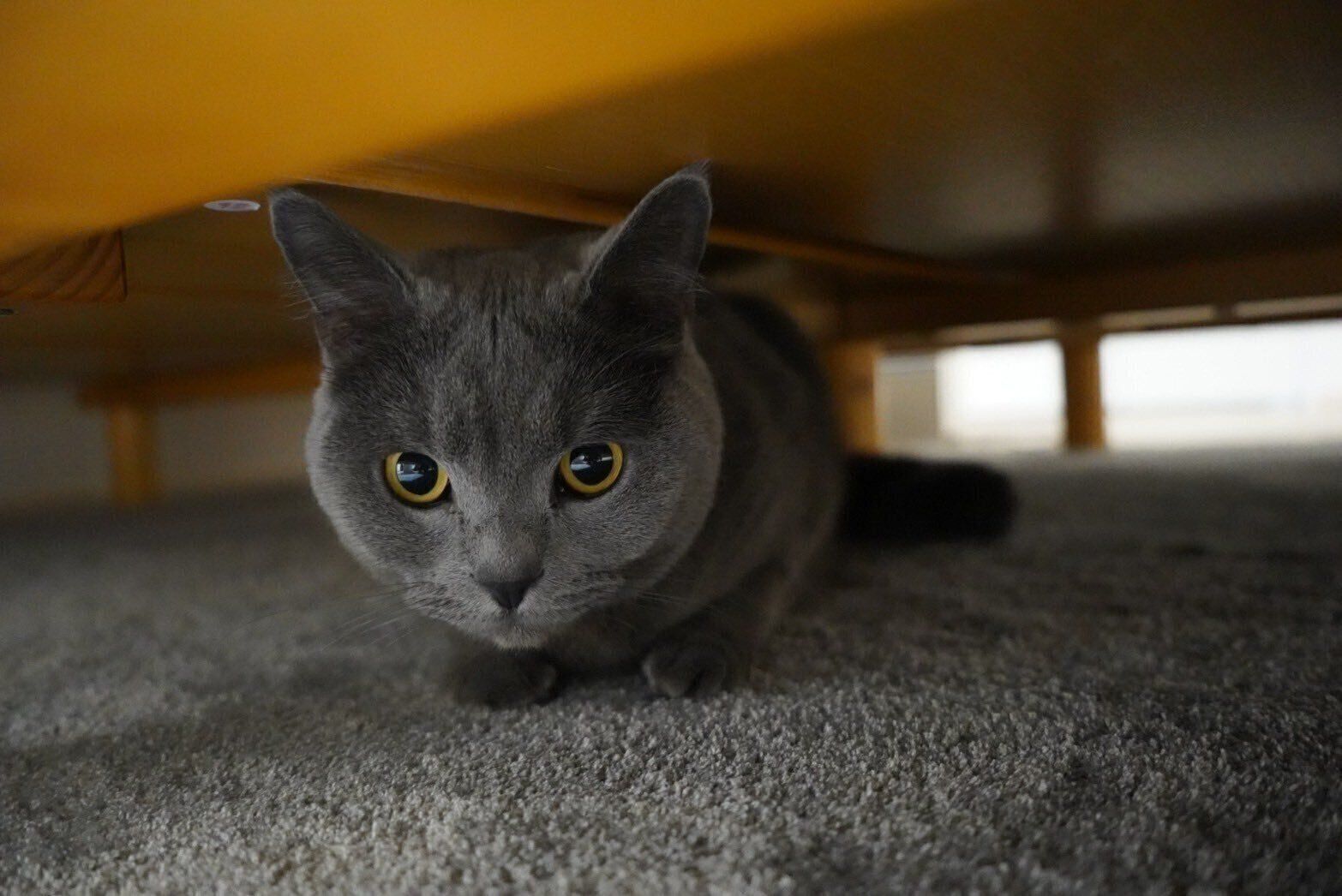 別の日のかまぼこくん