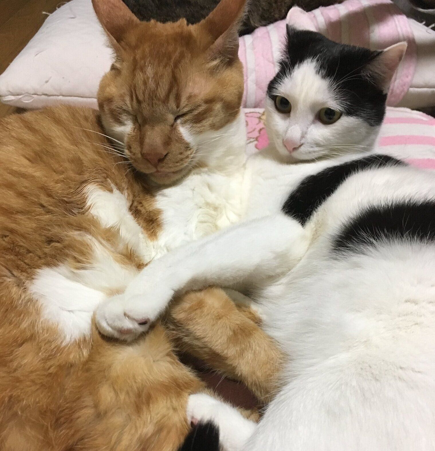 くっつくこまちちゃん、今は亡き先住猫・ニャン吉くん