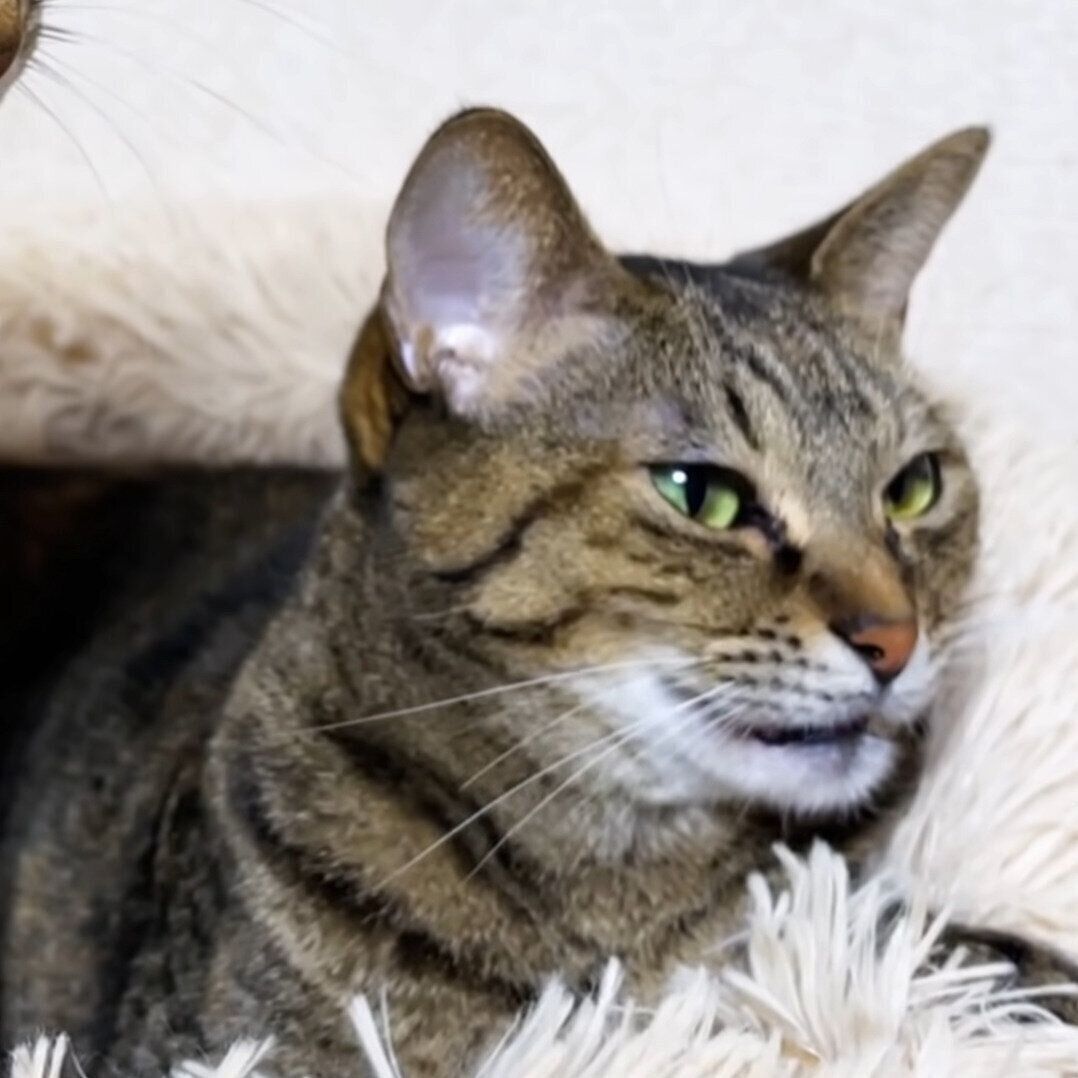 お父さんにおはようを言うリリちゃん