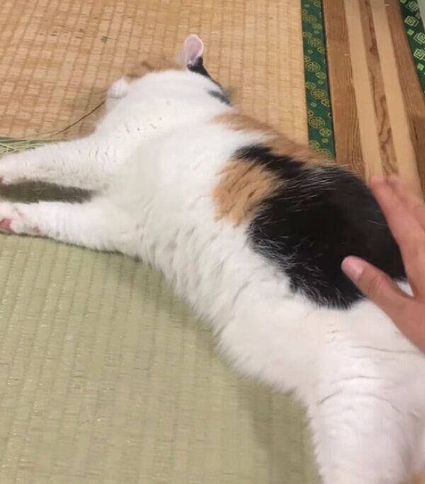 寝転がるミケちゃん